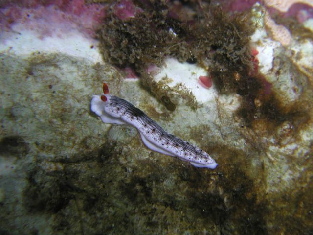 ���ɓ��E�����̊C�E�I�g���E�~�E�V